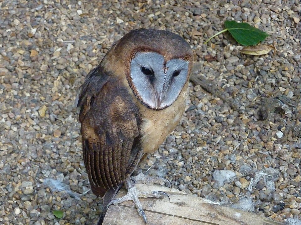 ハート型の顔のメンフクロウ
