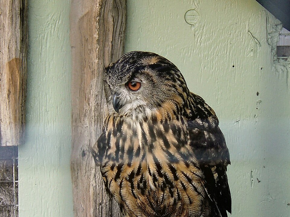 ワシミミズクのクリ