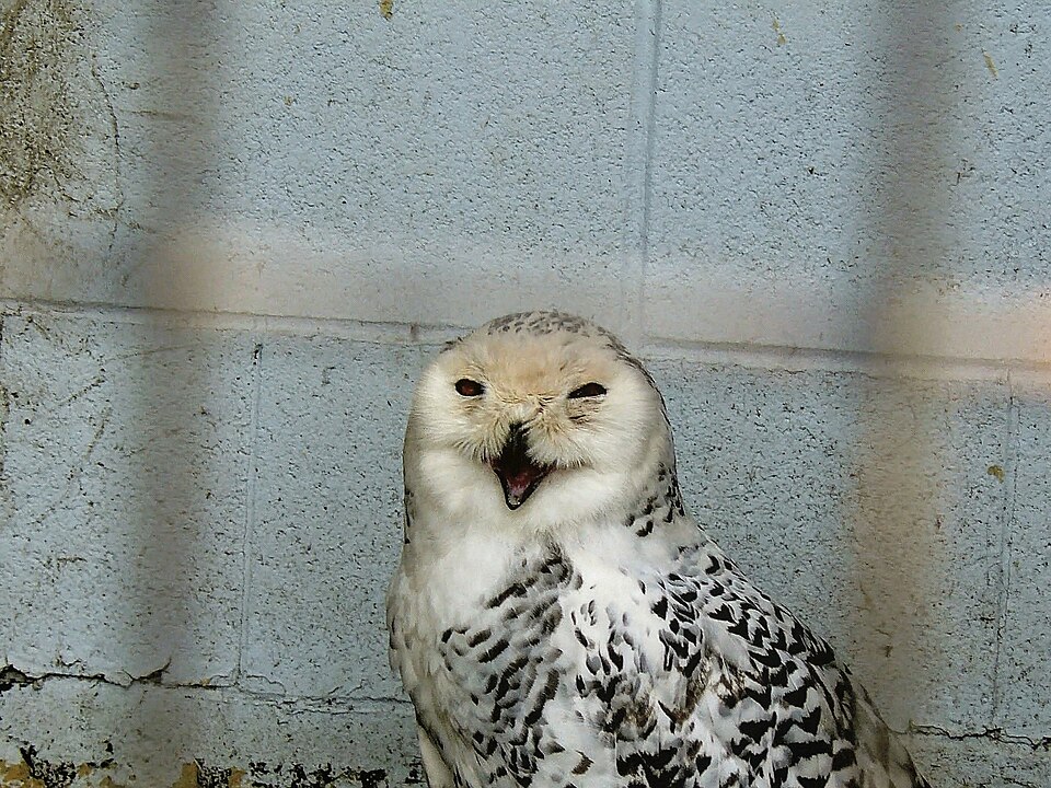 あくびをするシロフクロウのモチ